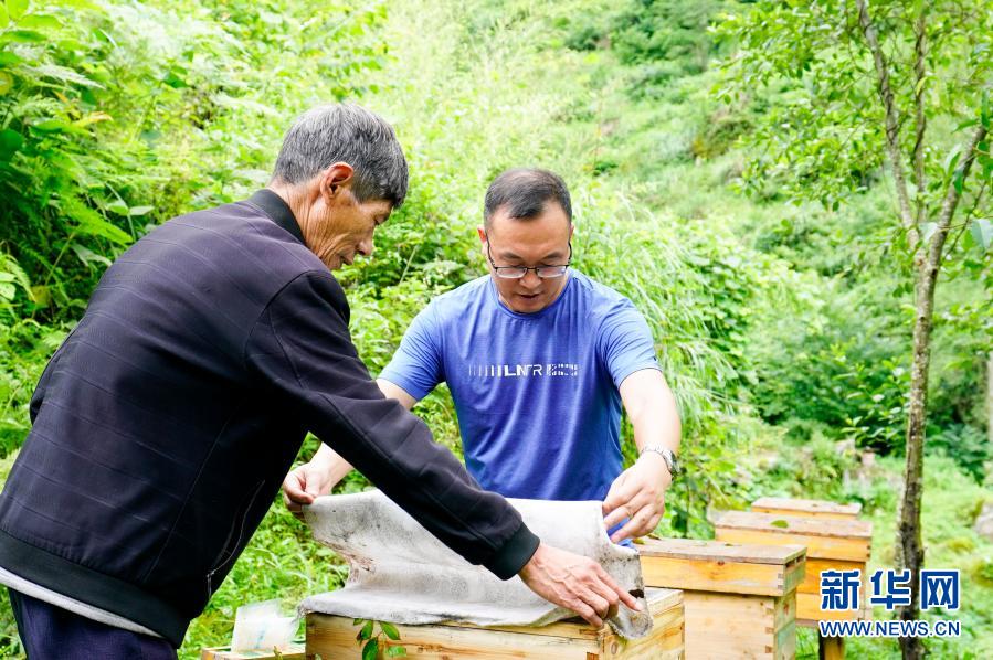 2020年7月7日，中益鄉(xiāng)華溪村駐村第一副書(shū)記羅風(fēng)華（右）查看貧困戶譚登周養(yǎng)殖的中華蜜蜂蜂蜜生產(chǎn)情況。新華社記者 劉潺 攝